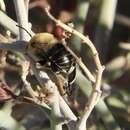 Image of Anthophora centriformis Cresson 1879