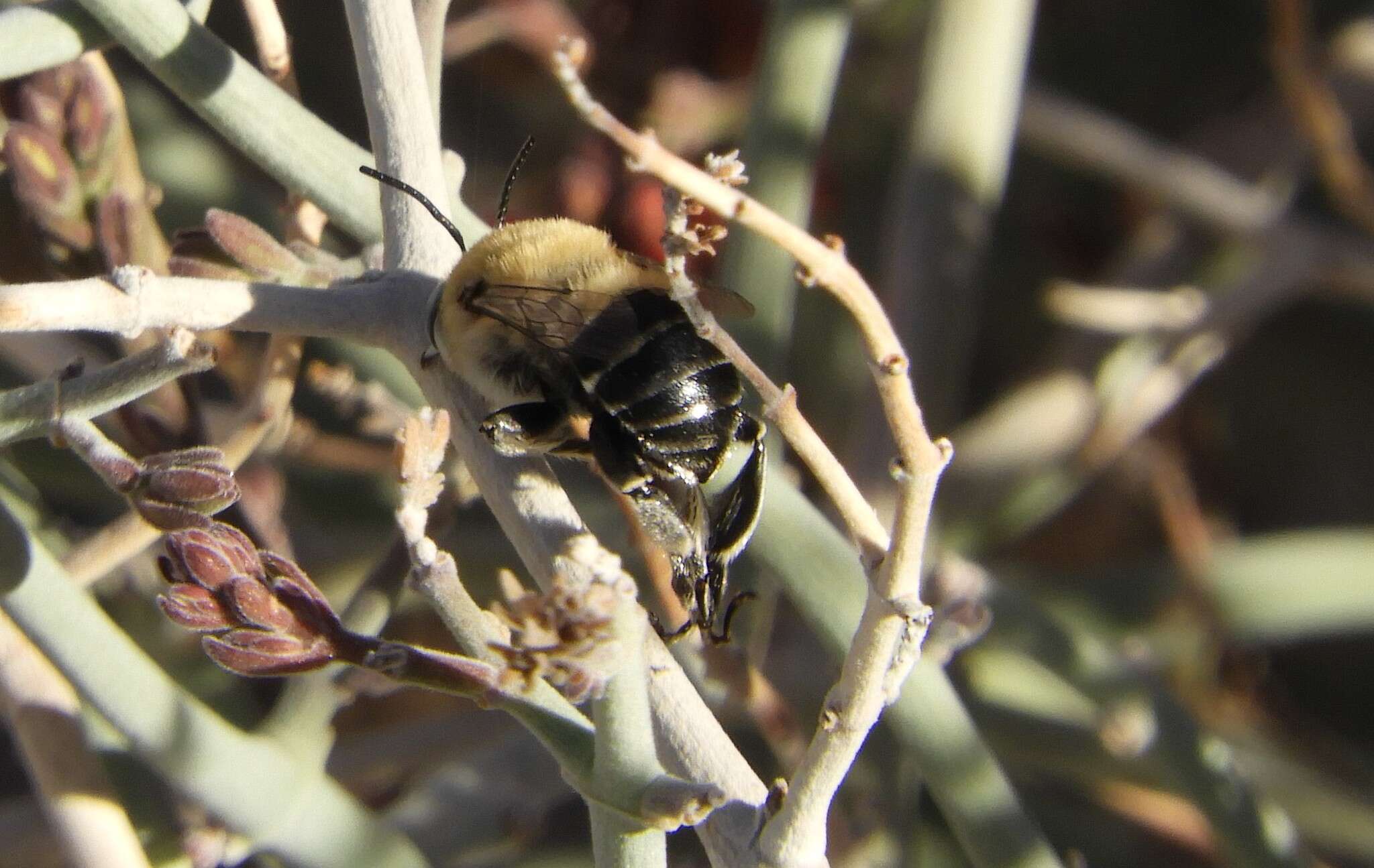 Sivun Anthophora centriformis Cresson 1879 kuva