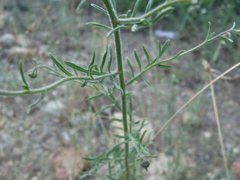 Image of New Mexico fleabane