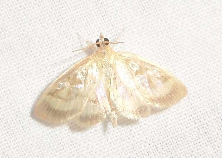 Image of Pale-winged Crocidophora moth