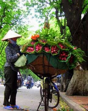 Image of sacred lotus