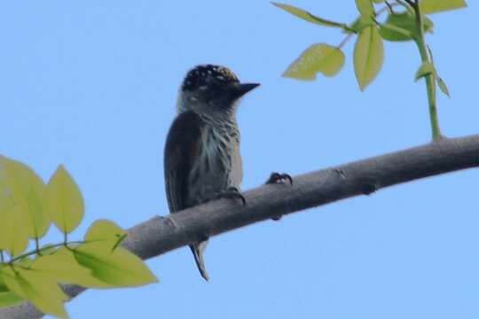 Image of Ecuadorian Piculet