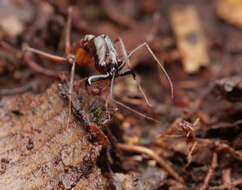 Image of Labidus spininodis (Emery 1890)