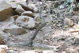 Image of Keeled Rat Snake