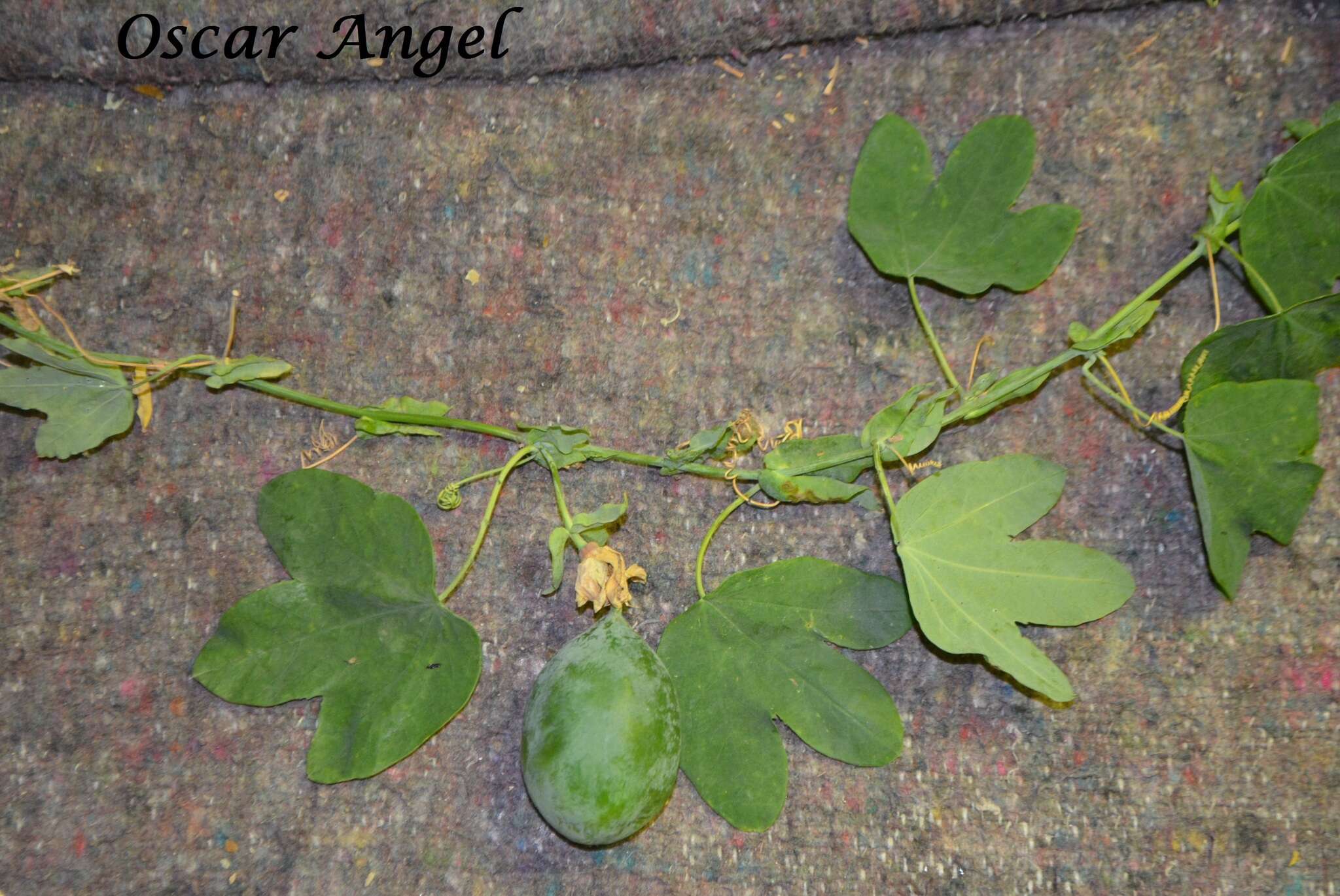 Image de Passiflora subpeltata Ortega