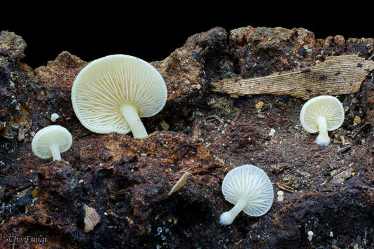 Image de Lactocollybia epia (Berk. & Broome) Pegler 1986