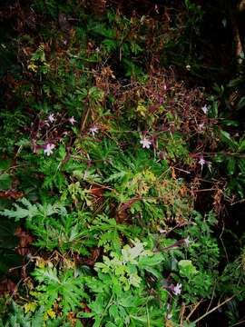 Imagem de Geranium reuteri Aedo & Muñoz Garm.