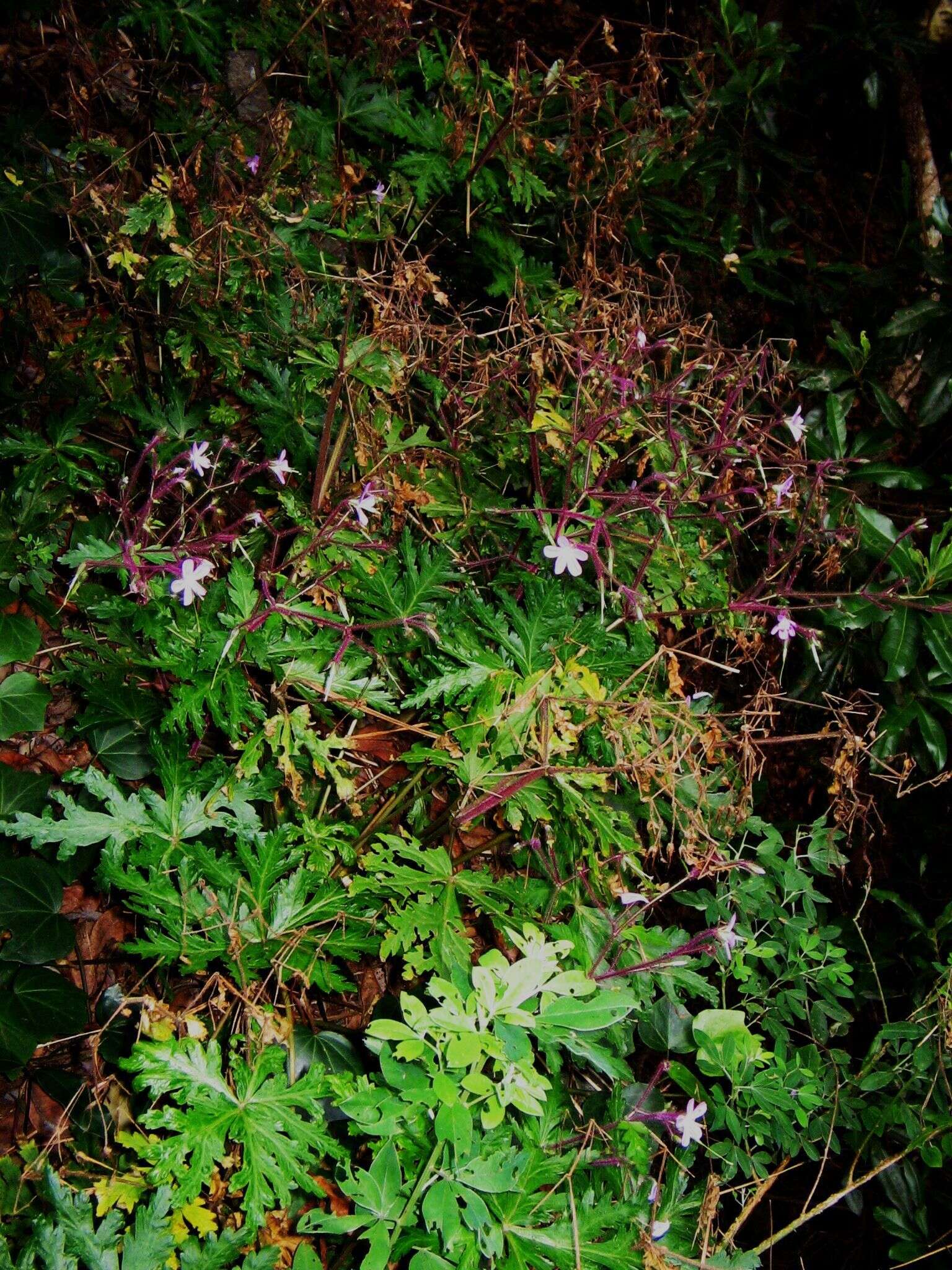 Imagem de Geranium reuteri Aedo & Muñoz Garm.