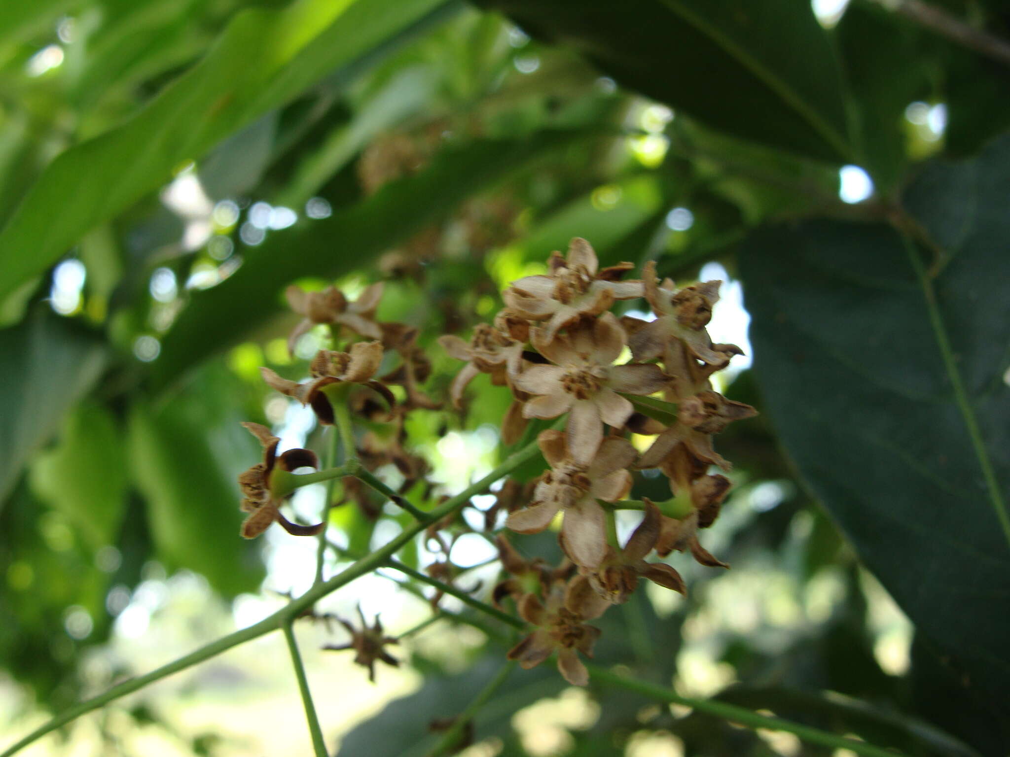 Sivun Mespilodaphne veraguensis kuva