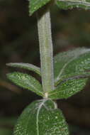 Image of Salvia rzedowskii Ramamoorthy