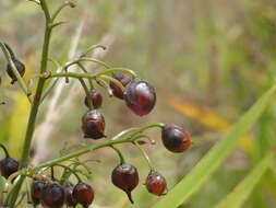 Plancia ëd Dianella sandwicensis Hook. & Arn.