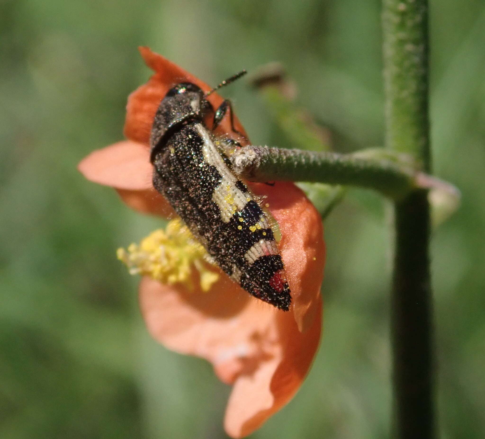 Image of Acmaeodera decipiens Le Conte 1866