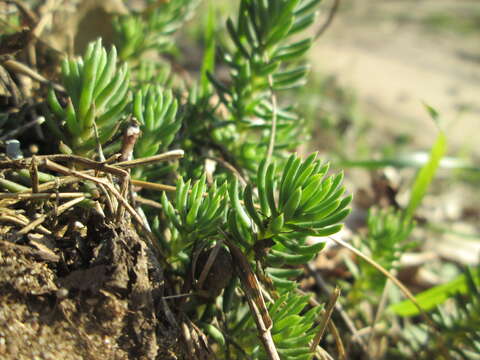 Image of Petrosedum rupestre (L.) P. Heath