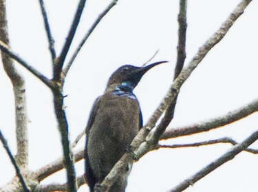 Image of Blue-throated Brown Sunbird