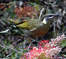 Image of Lewin's Honeyeater