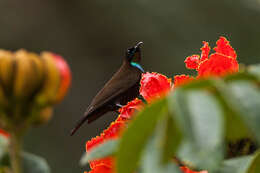 Image of Green-throated Sunbird