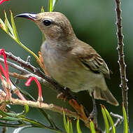 Image of Scarlet Honeyeater