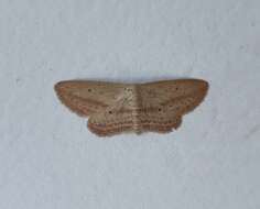 Image of Scopula emissaria Walker 1861