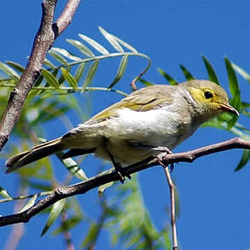 صورة Lichenostomus Cabanis 1851