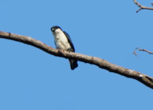 Image of Philippine Falconet