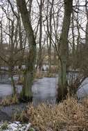 Image of European alder