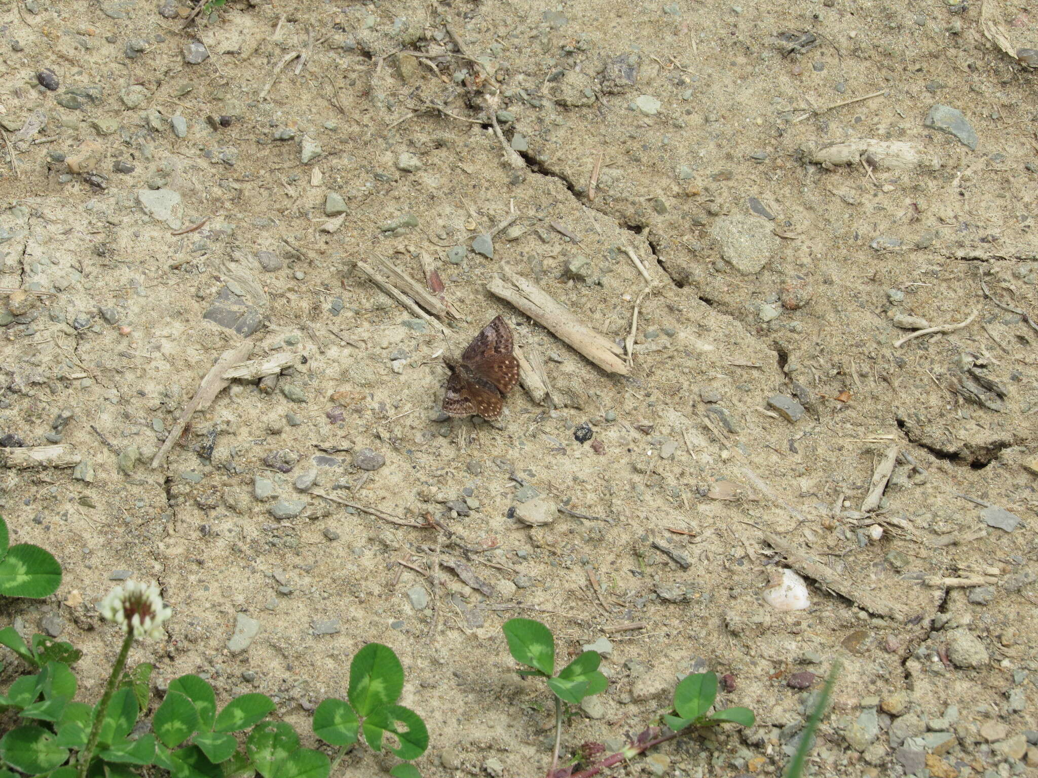 Image of Dreamy Duskywing