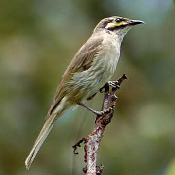 Image of Caligavis Iredale 1956