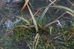 Image of glaucous sedge