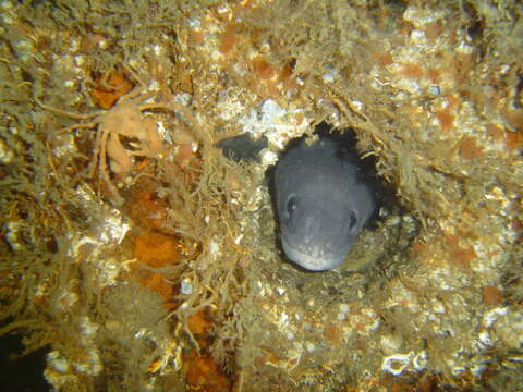 Image of Conger Eel