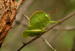 Image of Teratodes monticollis (Gray & G. R. 1832)