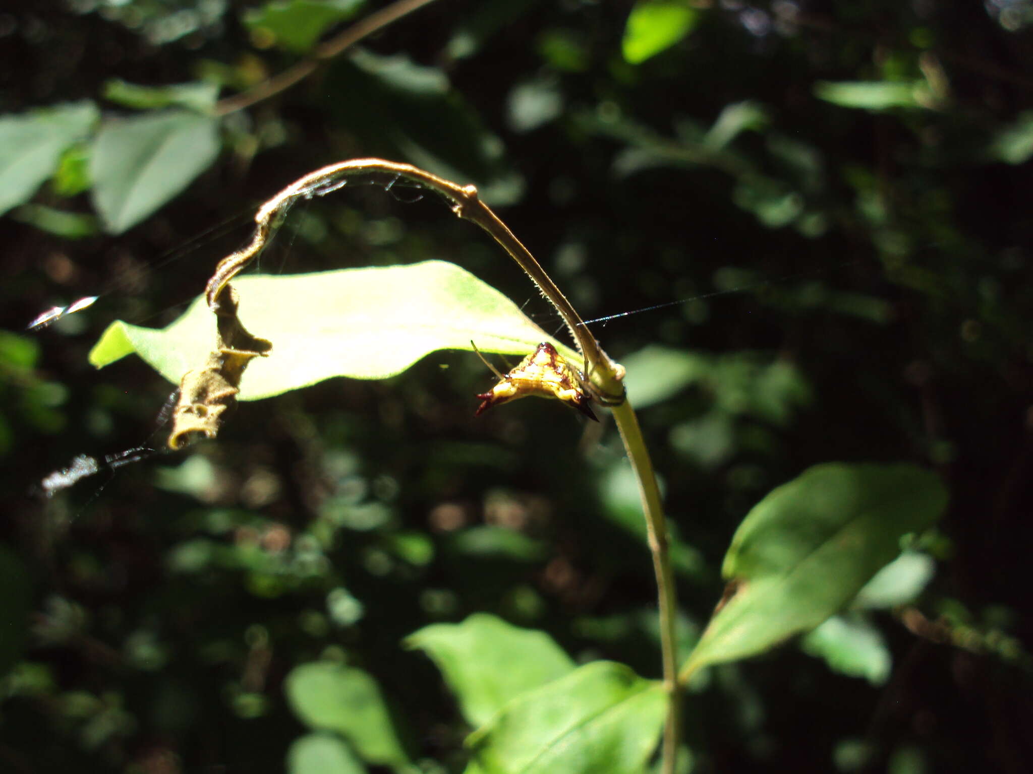 Image of Micrathena furva (Keyserling 1892)