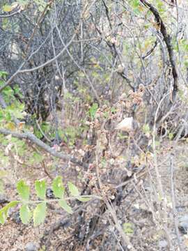 Image of Sicilian sumac