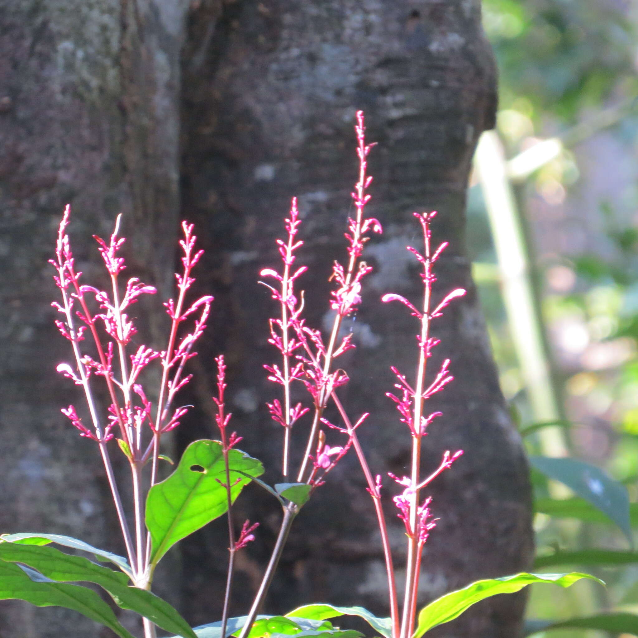 Thyrsacanthus nitidus (Jacq.) Nees resmi