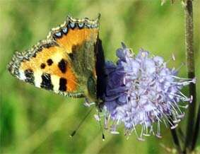 Imagem de Aglais urticae Linnaeus 1758