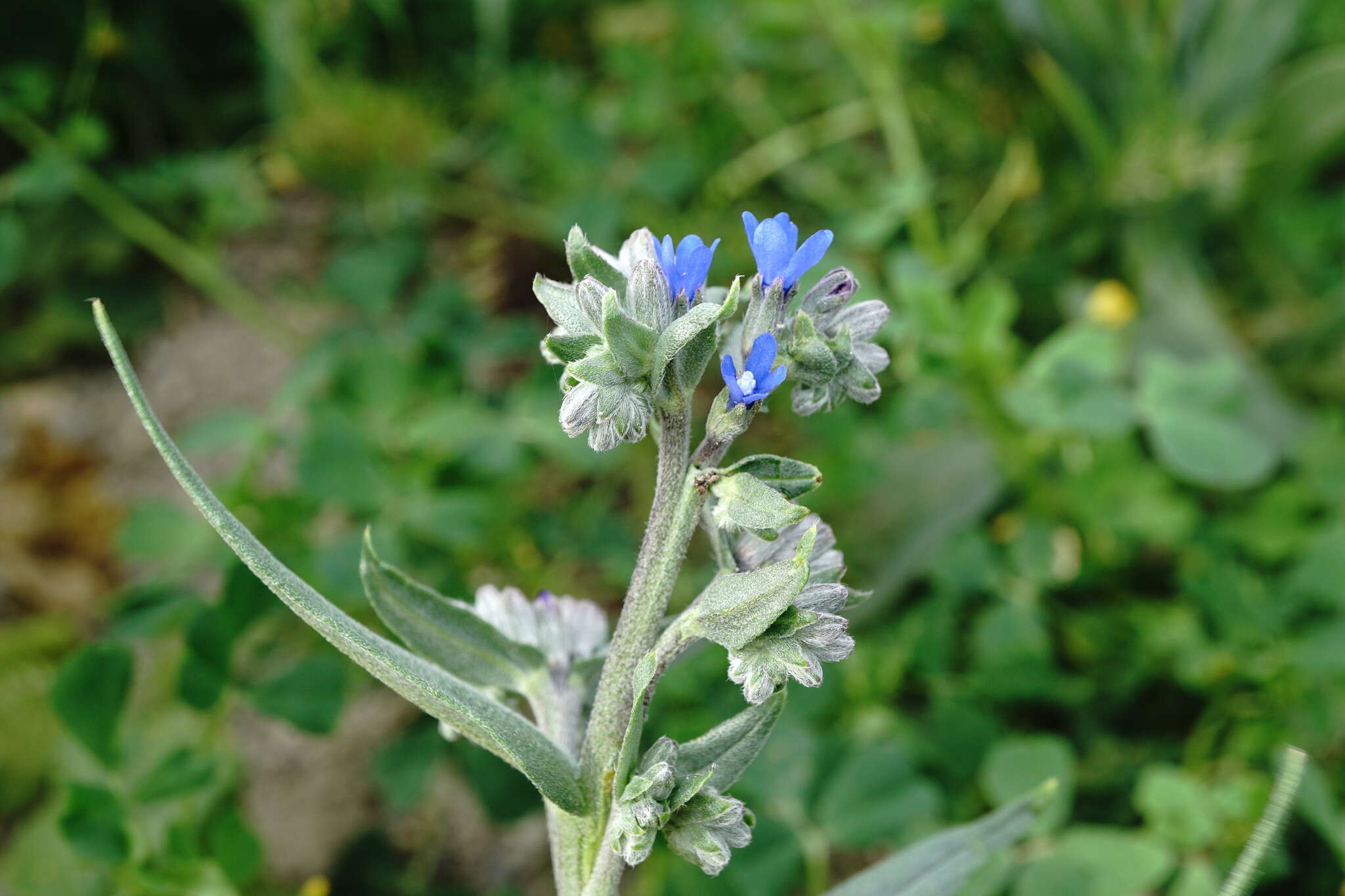 Image of Anchusa leptophylla Roem. & Schult.