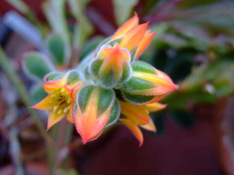 Image of echeveria