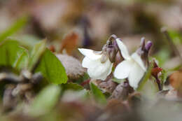 Image of Viola alba subsp. alba