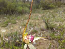 Image of Caladenia colorata D. L. Jones