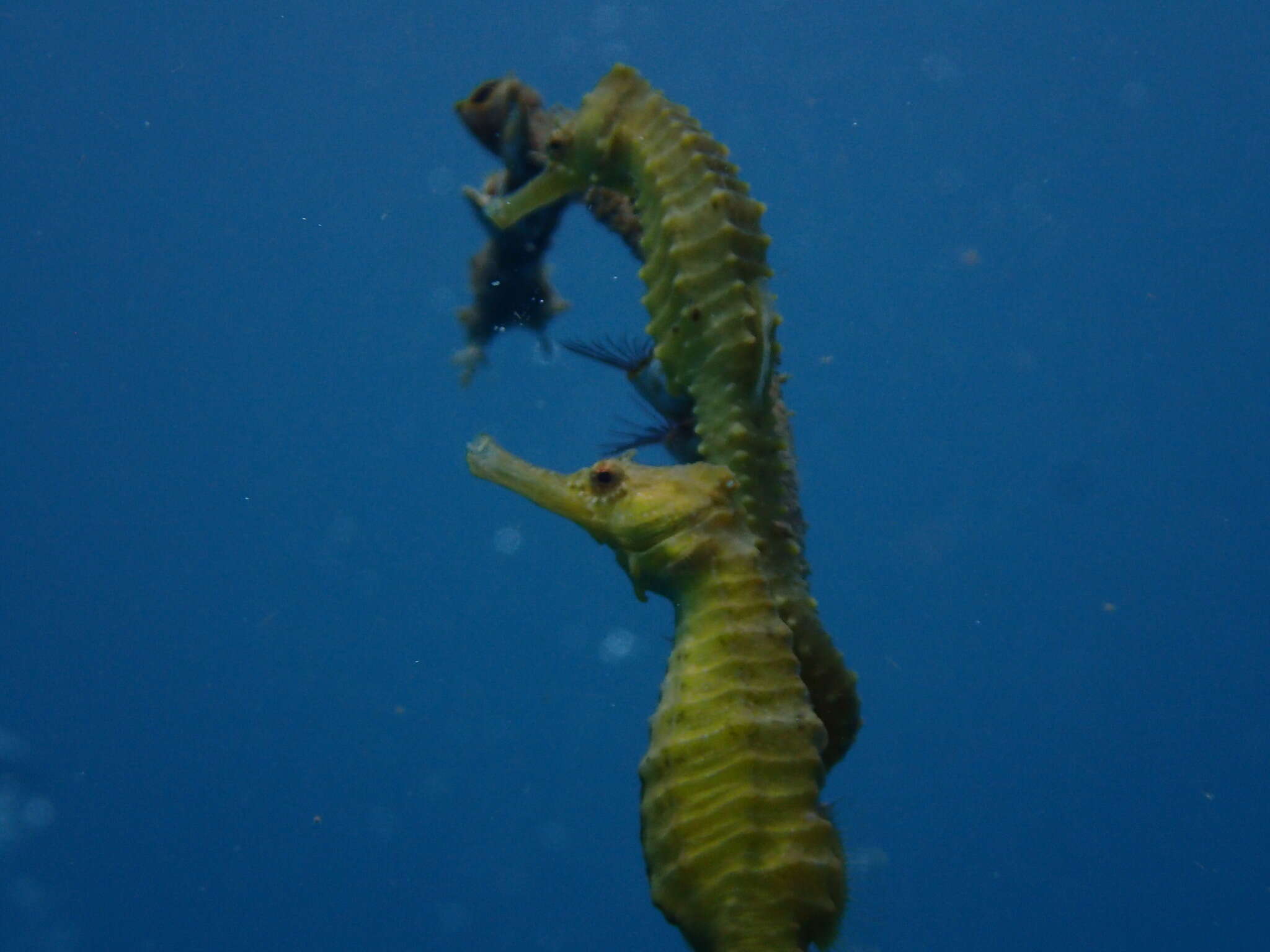 Image of Flat-faced Seahorse