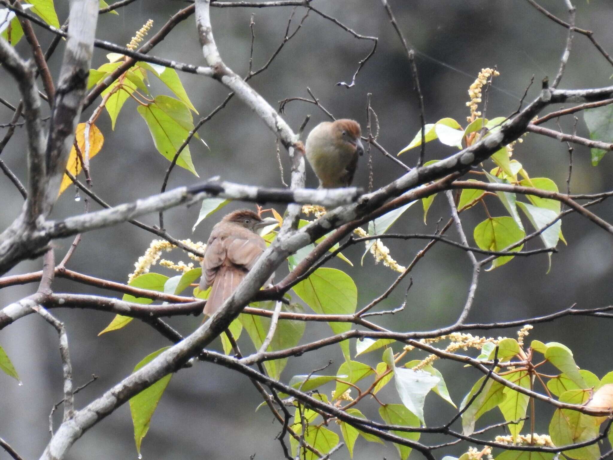 Image of Charlotte's Bulbul