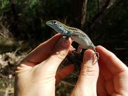 Image of Sonoran Spotted Whiptail