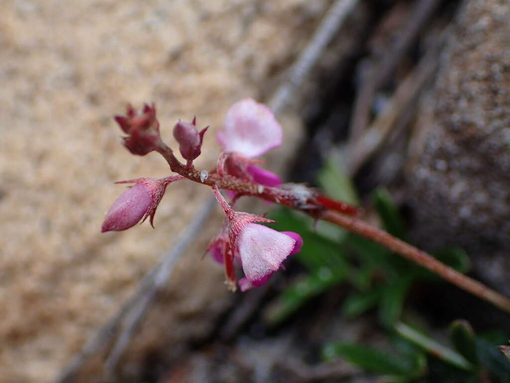 Imagem de <i>Indigofera <i>angustifolia</i></i> var. angustifolia