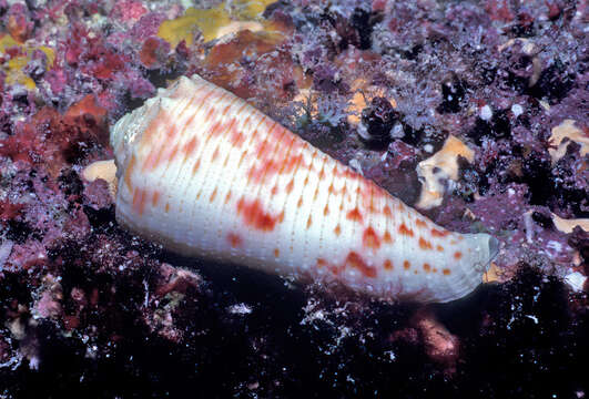 Image of Conus marielae Rehder & B. R. Wilson 1975