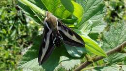 Image of Galium Sphinx