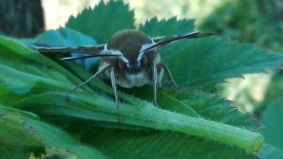 Image of Galium Sphinx