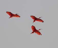 Image of Scarlet Ibis