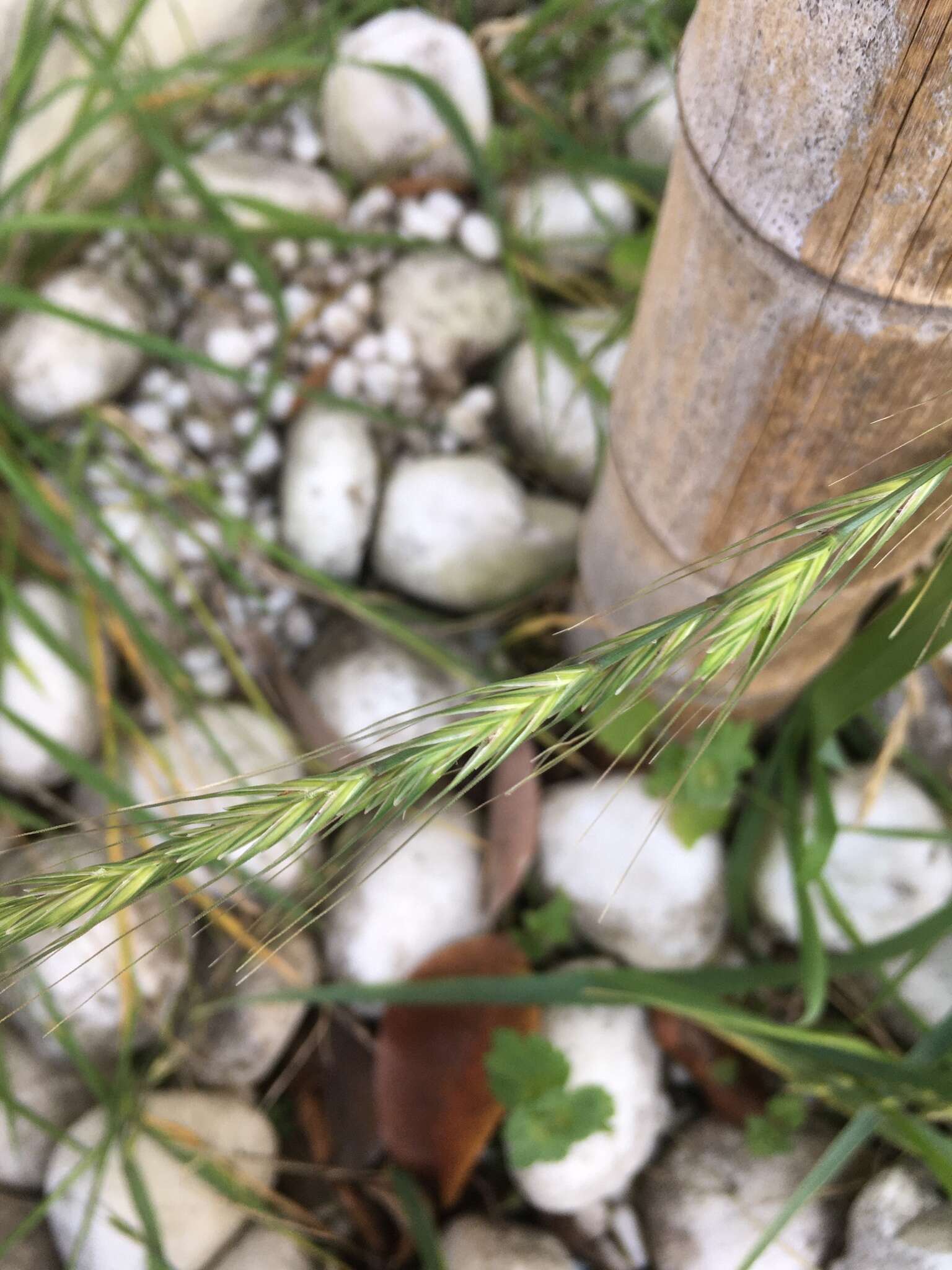 Image of Elymus tsukushiensis Honda