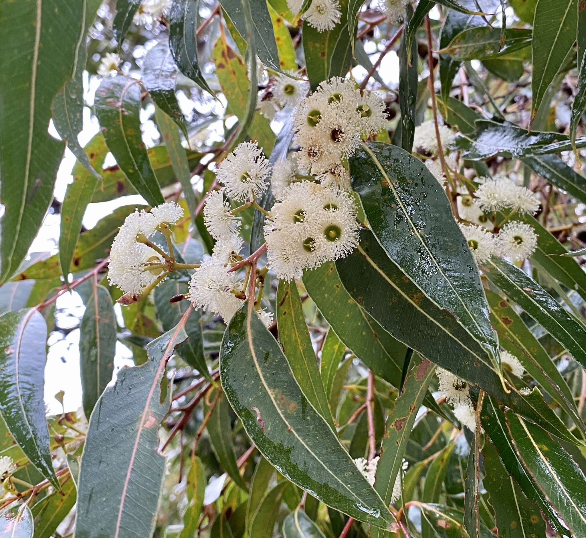 Image of Eucalyptus staeri Maiden ex Kessell & C. A. Gardner