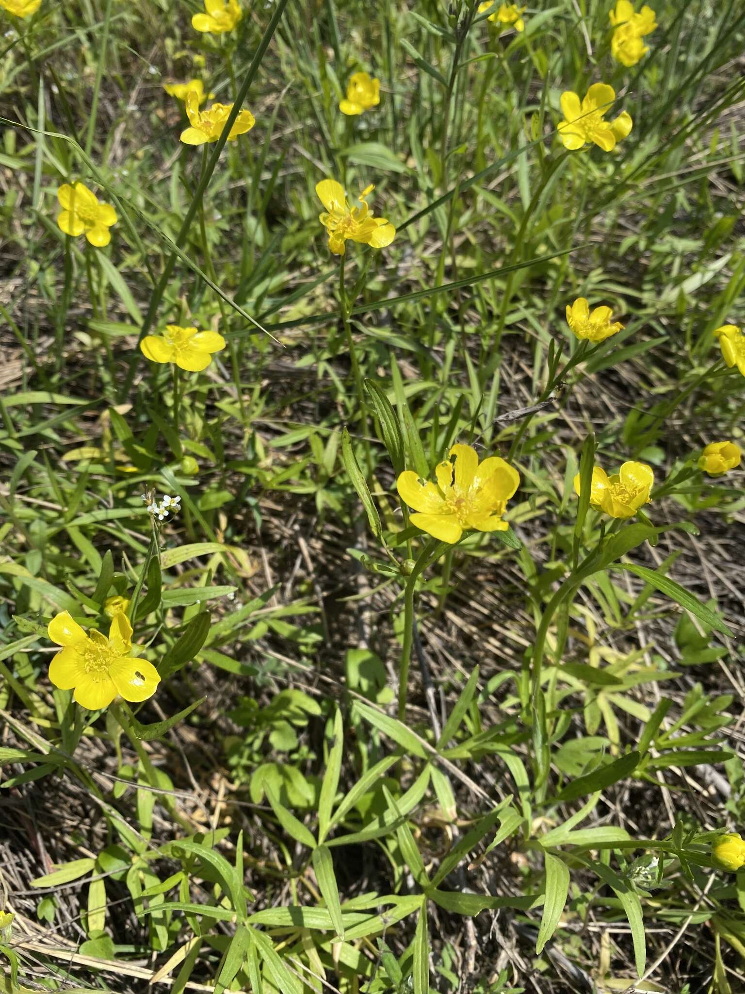 صورة Ranunculus pedatus Waldst. & Kit.