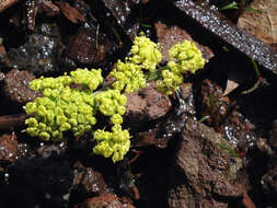 Image of Stebbins' desertparsley